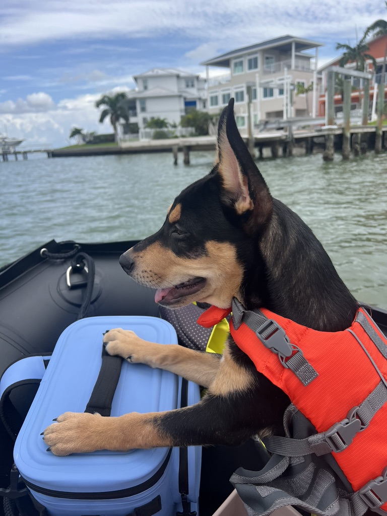 Our puppy wearing a red life jacket on a boat