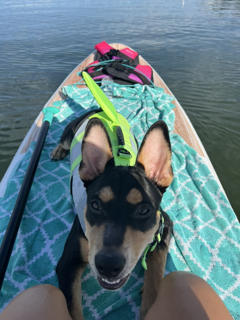 Our puppy riding on a paddleboard in a life jacket